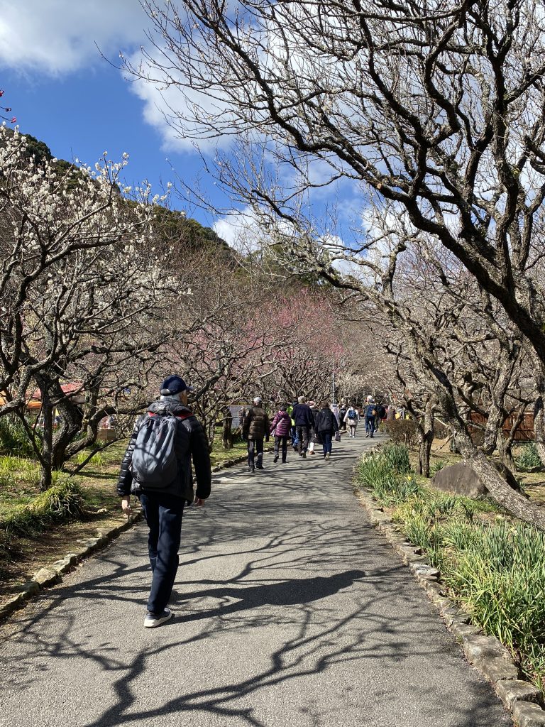 熱海梅園 2025梅まつり