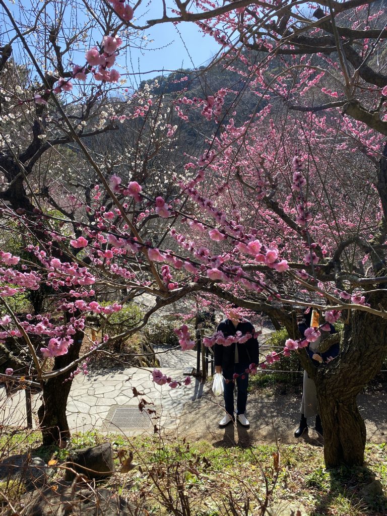 熱海梅園 2025梅まつり