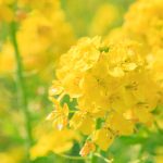 春の菜の花